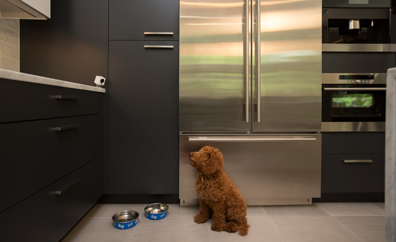 Dog looking at camera reacting to the built-in speaker