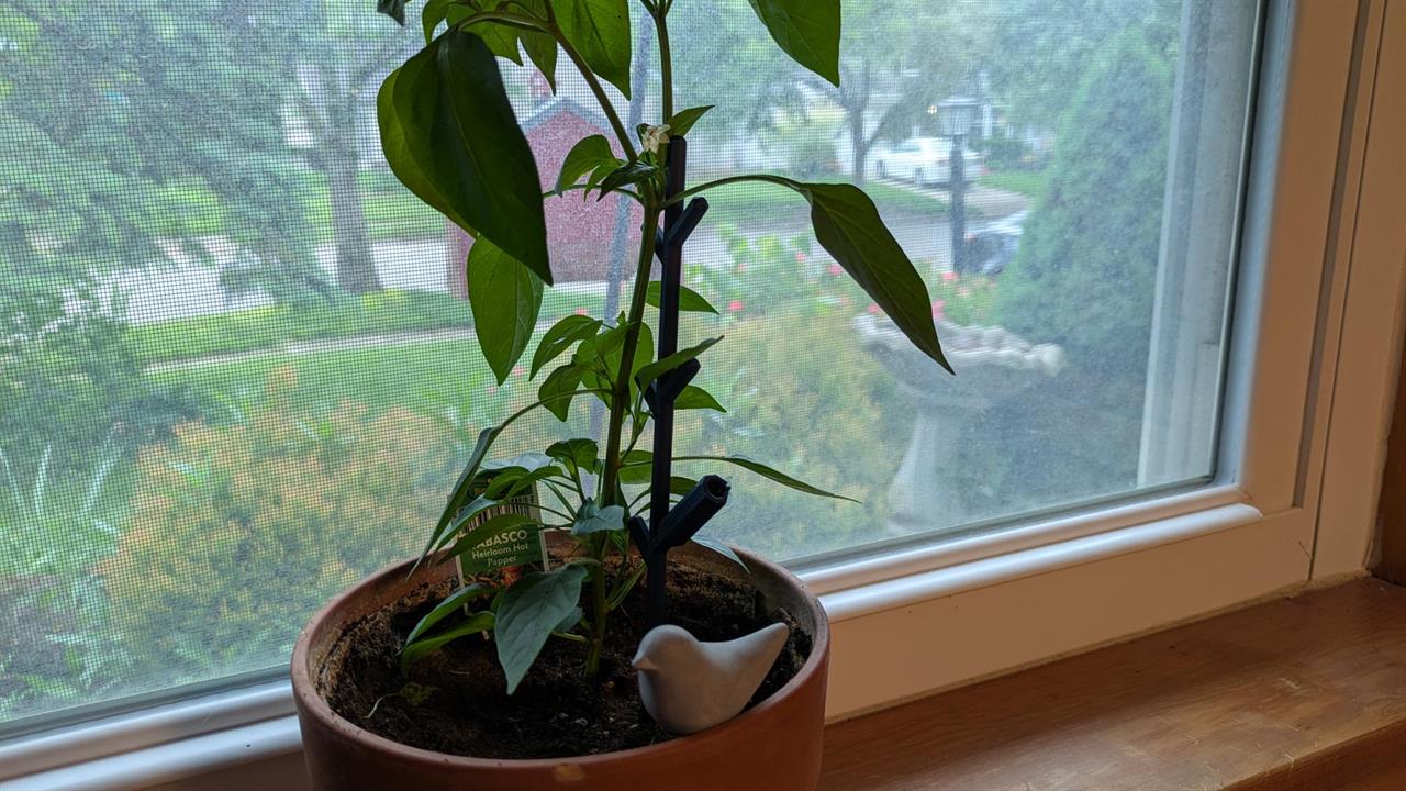 pepper plant featruing 3D printed supports